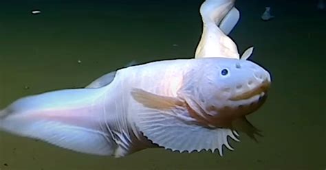 ‘World’s Deepest Fish’ Caught on Camera for the First .